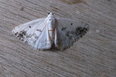 Lomographa temerata