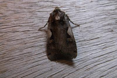 <i>Xestia c-nigrum</i>