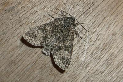 <i>Acronicta megacephala</i>