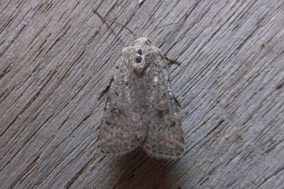 <i>Caradrina clavipalpis</i>