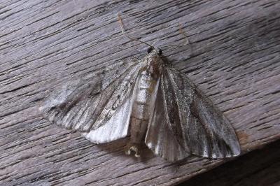 <i>Thera cupressata</i>