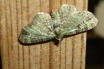 <i>Pasiphila rectangulata</i>