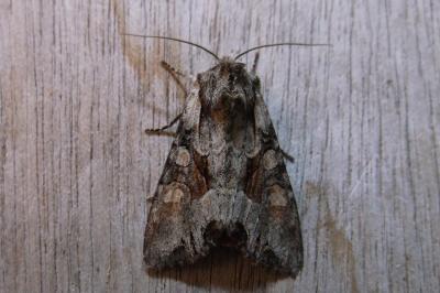 <i>Lacanobia w-latinum</i>