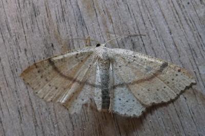 <i>Cyclophora punctaria</i>