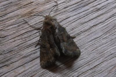 <i>Oligia latruncula</i>