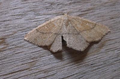 <i>Cyclophora ruficiliaria</i>