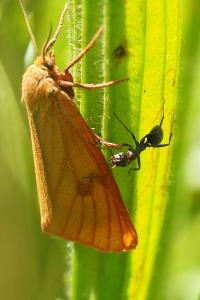 <i>Diacrisia sannio</i>