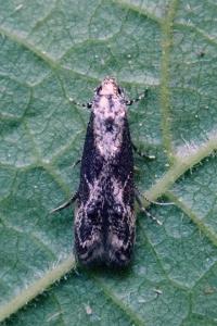 <i>Blastodacna hellerella</i>