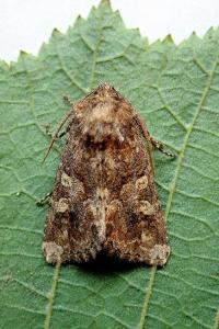 <i>Conisania luteago</i>