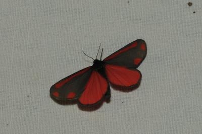 <i>Tyria jacobaeae</i>