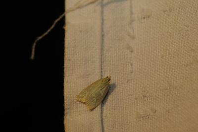 <i>Tortrix viridana</i>