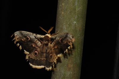<i>Saturnia pyri</i>