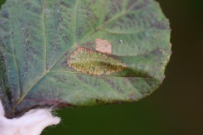 <i>Phyllonorycter rajella</i>