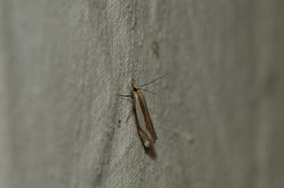 <i>Crambus pascuella</i>