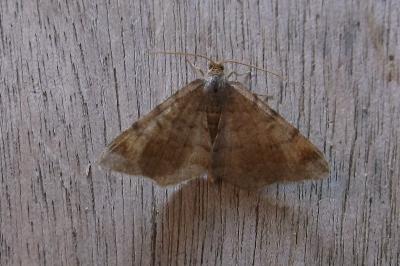 <i>Macaria liturata</i>
