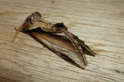 <i>Pheosia gnoma</i>