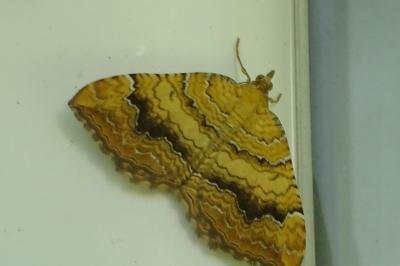 <i>Camptogramma bilineata</i>
