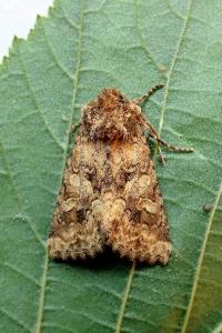 <i>Conisania luteago</i>