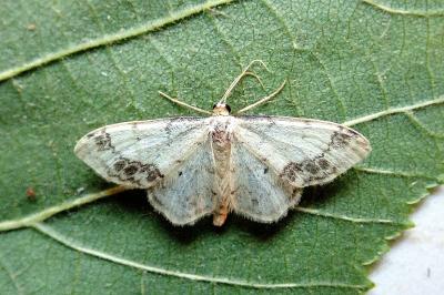 <i>Idaea trigeminata</i>