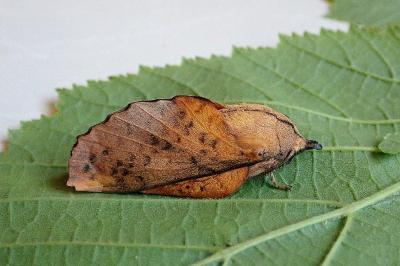 <i>Gastropacha populifolia</i>