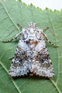 <i>Hecatera bicolorata</i>