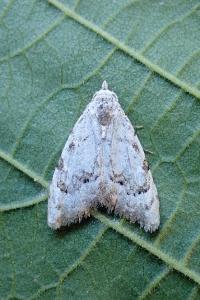 <i>Nola confusalis</i>