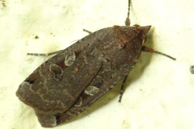 <i>Noctua pronuba</i>