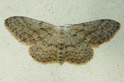 <i>Idaea seriata</i>