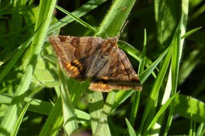 <i>Euclidia glyphica</i>