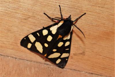 <i>Arctia villica</i>