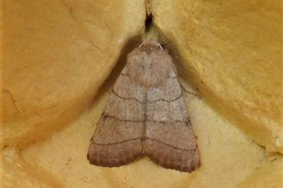 <i>Charanyca trigrammica</i>