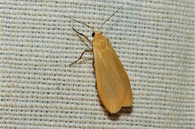 <i>Wittia sororcula</i>