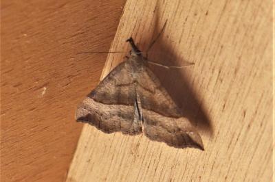 <i>Hypena proboscidalis</i>