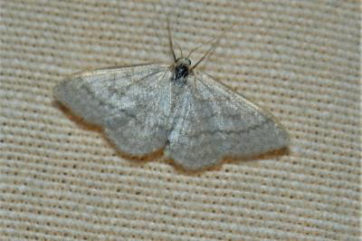 <i>Idaea subsericeata</i>