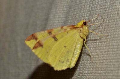 <i>Opisthograptis luteolata</i>