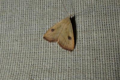 <i>Rivula sericealis</i>