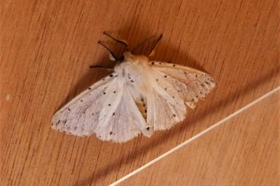 <i>Spilosoma lubricipeda</i>