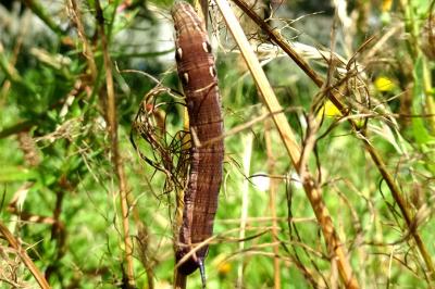 <i>Deilephila elpenor</i>