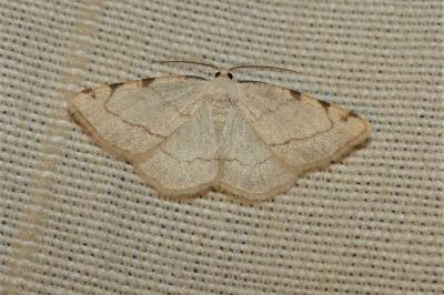<i>Stegania trimaculata</i>