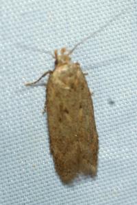 <i>Bryotropha desertella/politella/terrella</i>