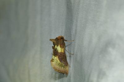 <i>Diachrysia chrysitis</i>