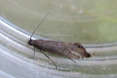 <i>Glyphipterix thrasonella</i>