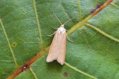 <i>Zelotherses paleana</i>