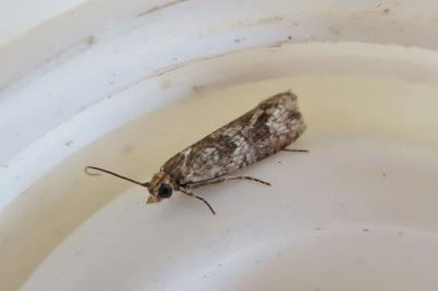 <i>Bactra furfurana</i>