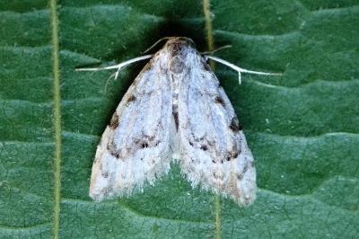 <i>Nola confusalis</i>