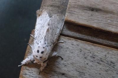<i>Cerura erminea</i>