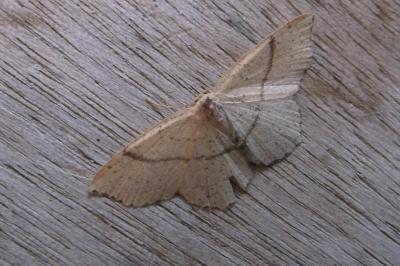 <i>Cyclophora punctaria</i>