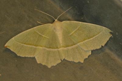 <i>Campaea margaritaria</i>