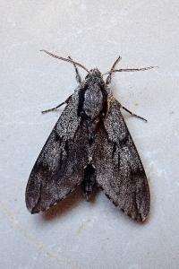 <i>Hyloicus maurorum/pinastri</i>