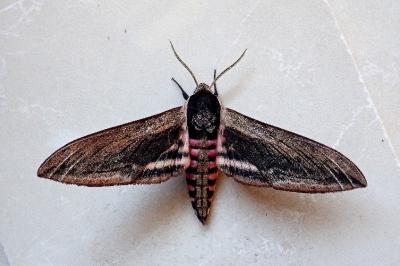 <i>Sphinx ligustri</i>